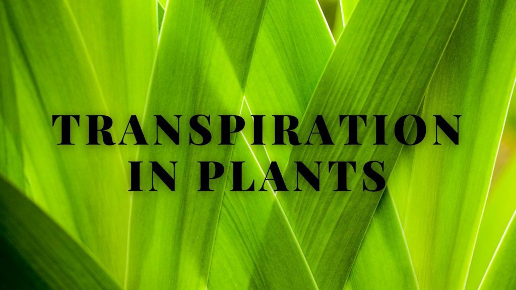 Transpiration in plants | Definition, Types, Stomatal Movements, Factors affecting, Advantages