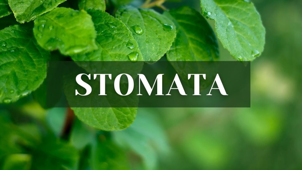 Stomata- Definition, Types, Structure, Functions, Opening and closing of stomata