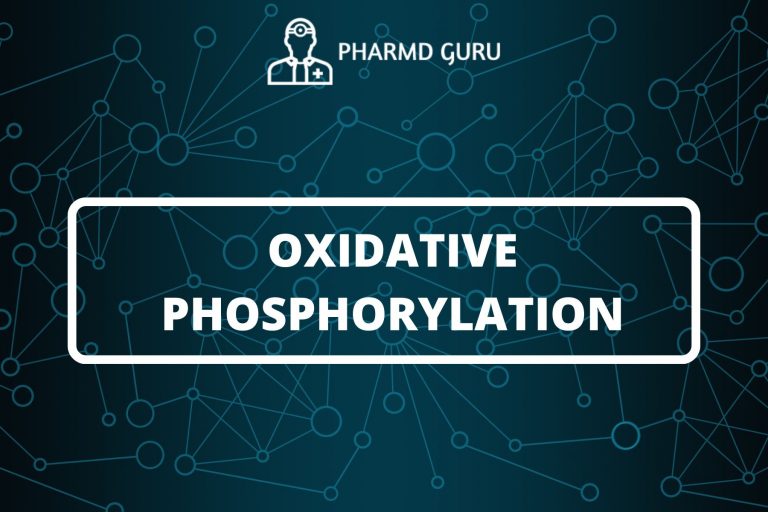 Oxidative Phosphorylation: The Major Energy Provider of the Cell, Steps, Products & Equation