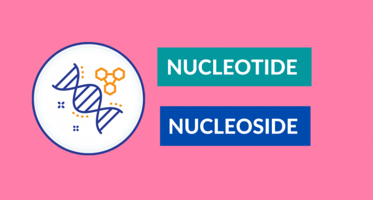 Nucleotide vs. Nucleoside: Difference, Comparison, Structures, Types