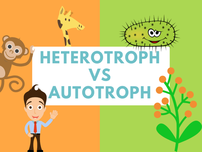 Autotrophs vs. Heterotrophs: Difference Between Autotrophs and Heterotrophs