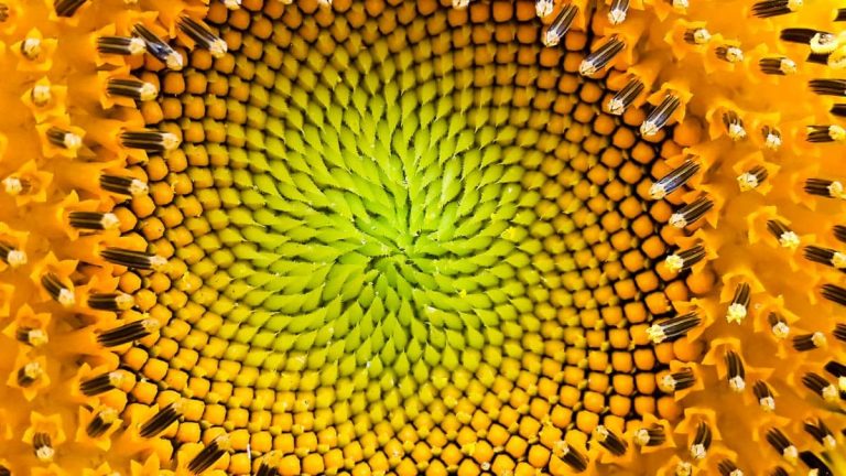 Fibonacci Sequence: Formula, Spiral, Properties, List, Formulas, Golden Ratio, Diagrams and Examples